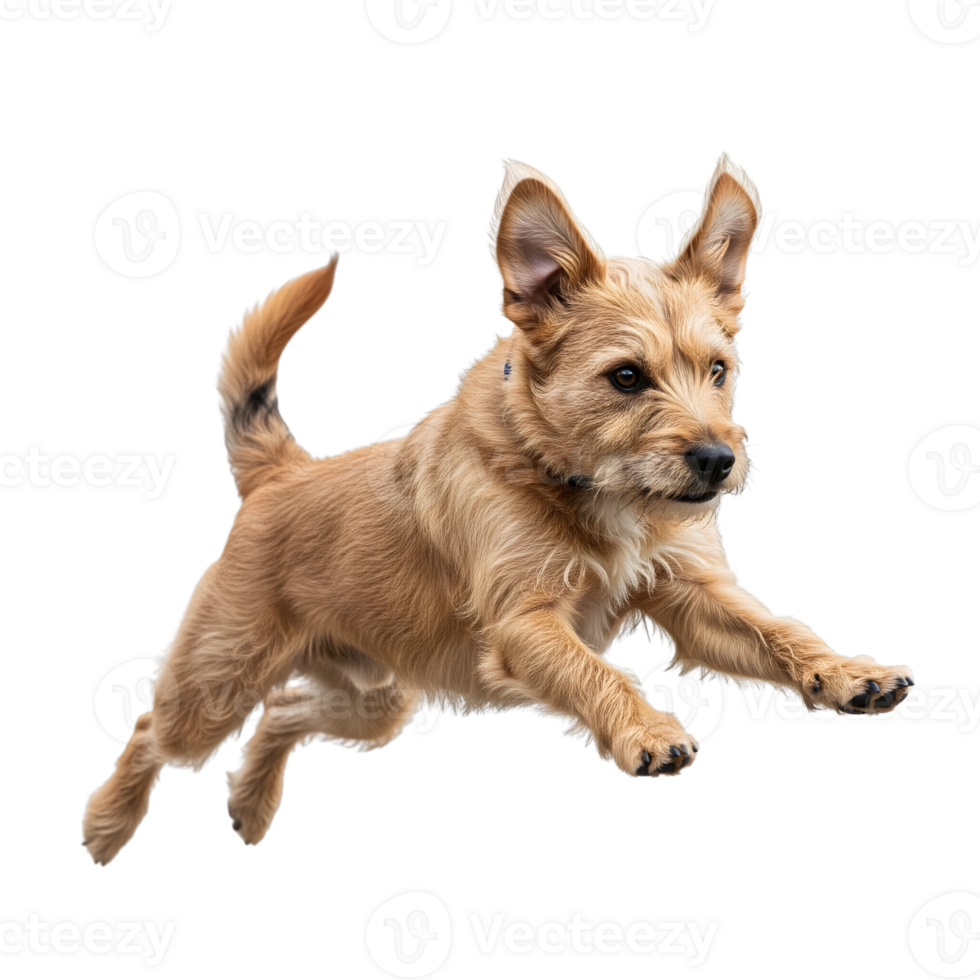 A terrier dog is jumping isolated on transparent background png