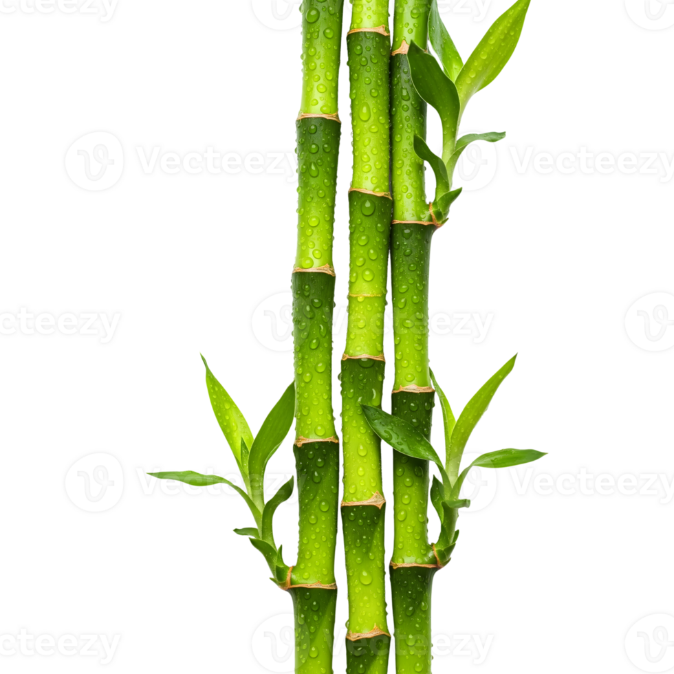 A vibrant arrangement of lucky bamboo stalks, adorned with water droplets, symbolizes growth, prosperity, and tranquility on a transparent background png