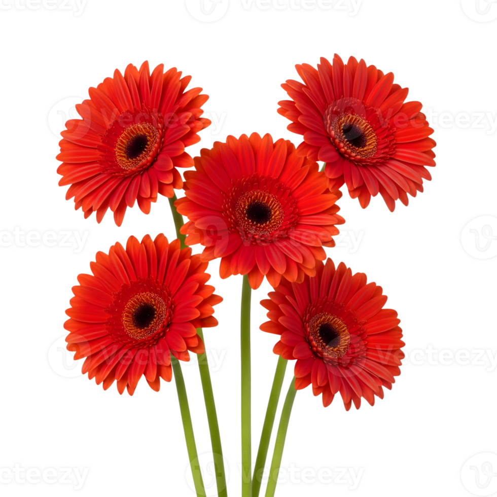 A vibrant bouquet of five red gerbera flowers with dark centers stands out against a clean transparent background, radiating beauty and freshness png