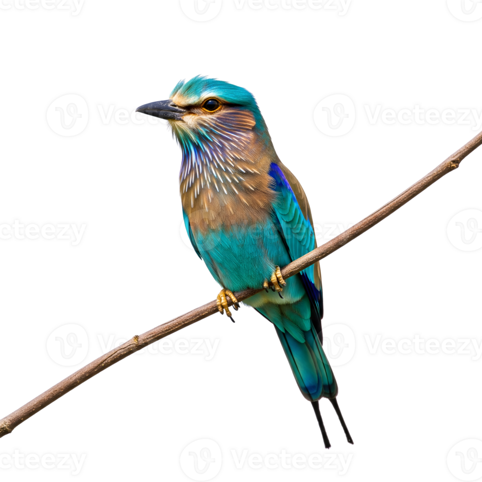A vibrant indian roller bird, with its striking blue and brown plumage, perches gracefully on a branch, isolated against a pristine white backdrop isolated on transparent background png