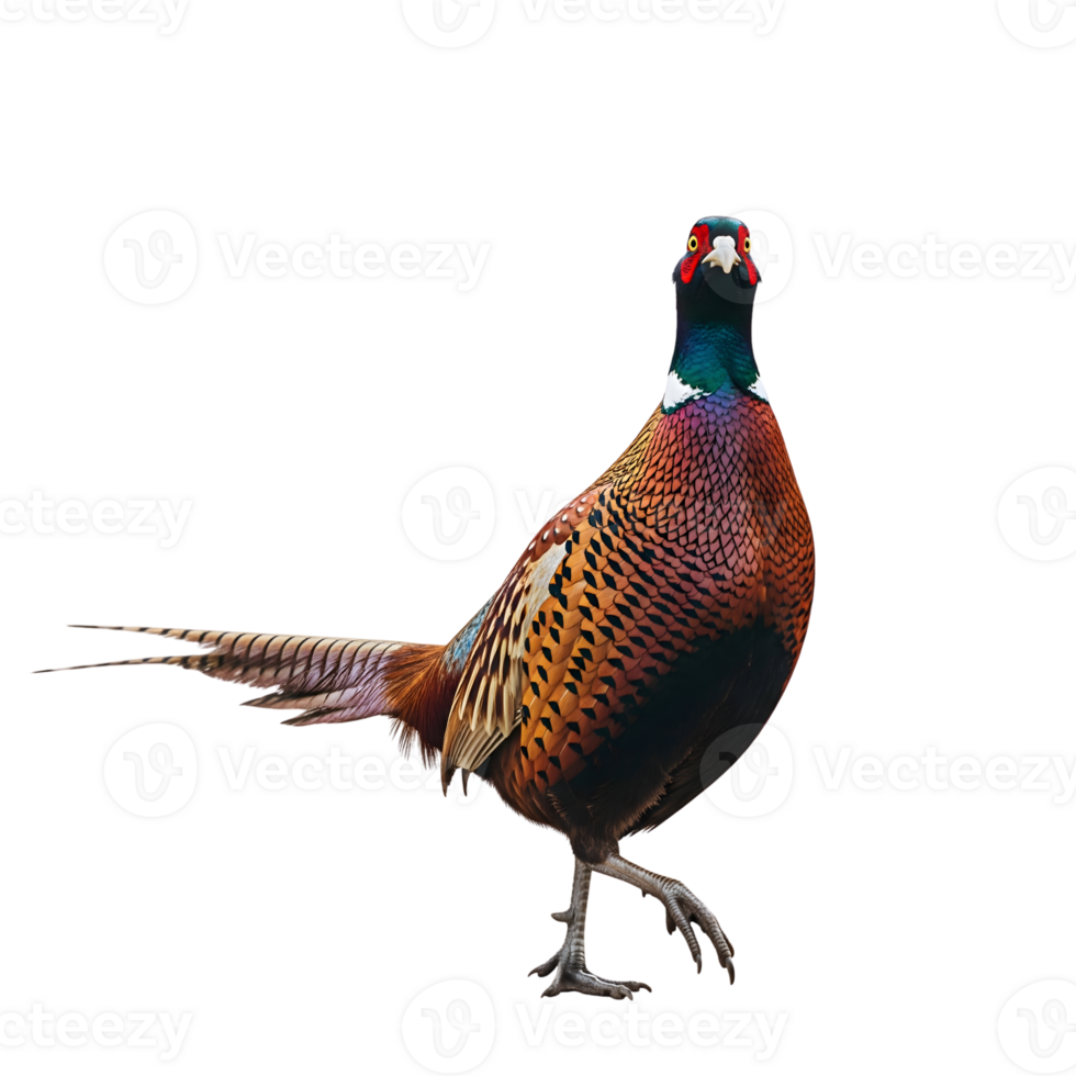 A vibrant male pheasant, adorned with colorful feathers, stands proudly in a portrait of wild elegance and natural beauty isolated on transparent background png
