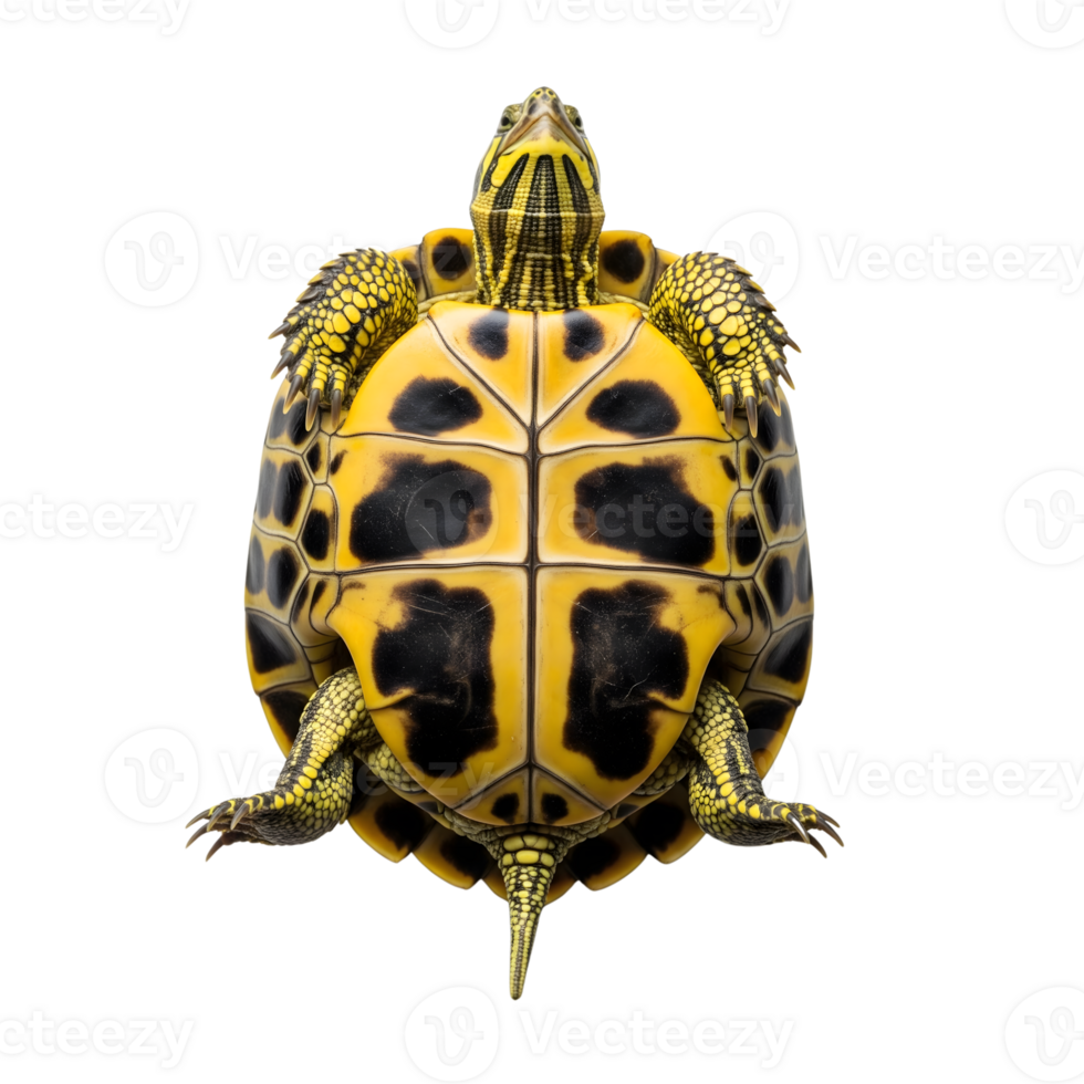 An upsidedown yellowbellied turtle reveals its unique shell pattern and intricate details against a pristine white backdrop isolated on transparent background png