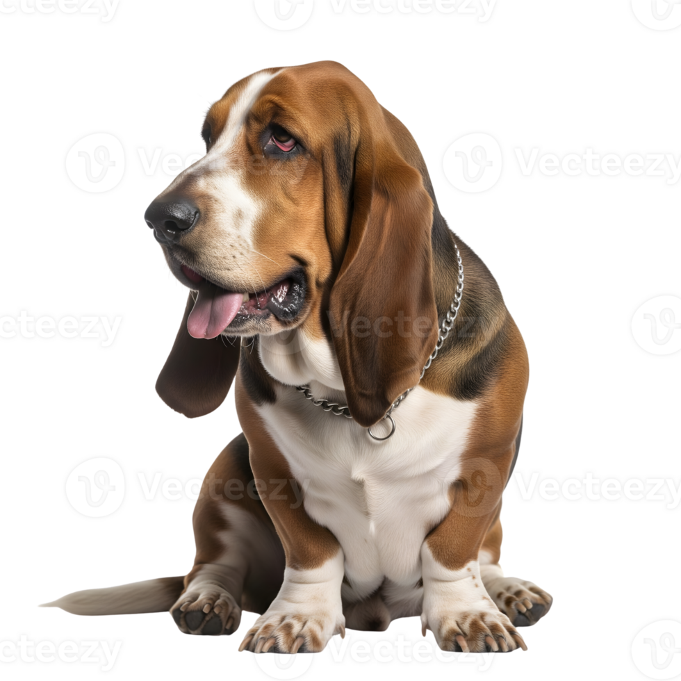 Basset hound sitting and isolated on transparent background looks to the side png