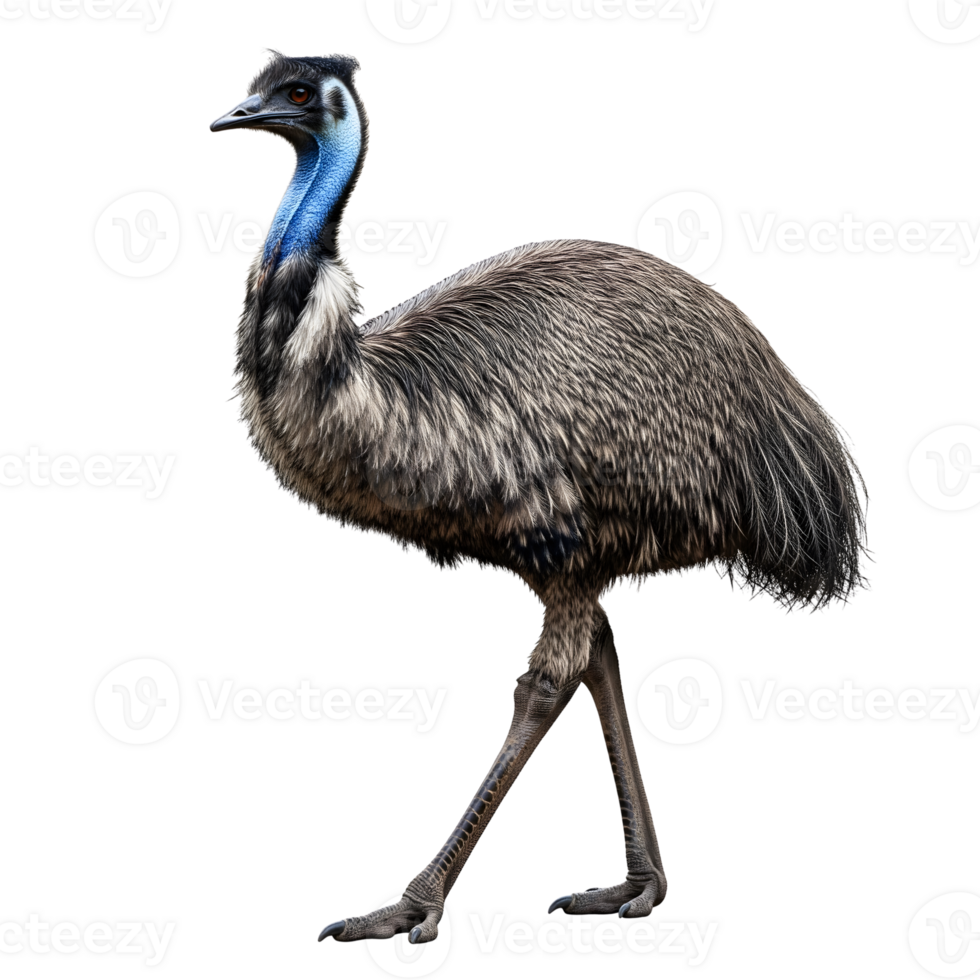 Emu standing tall isolated on transparent background png