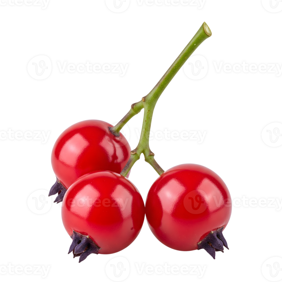 Three vibrant red rosehips are isolated on transparent background png