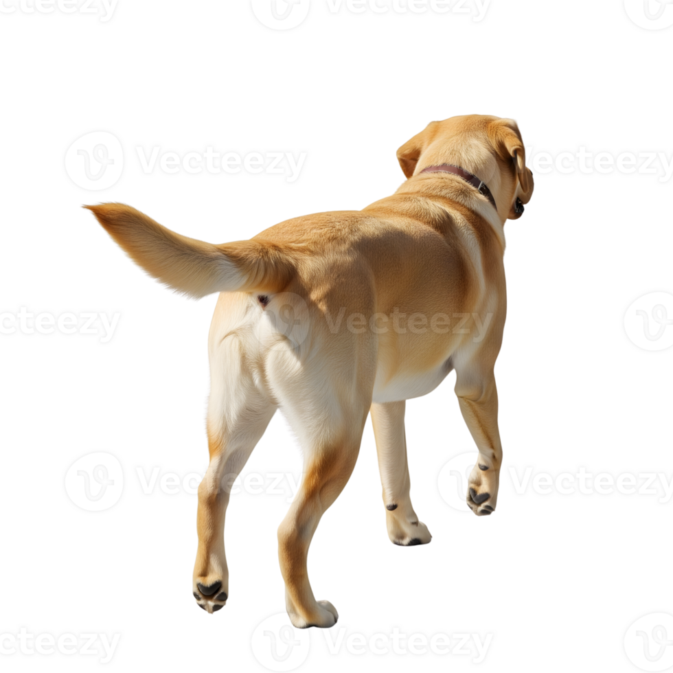 A golden labrador retriever walking away isolated on transparent background shows its muscular build and wagging tail png