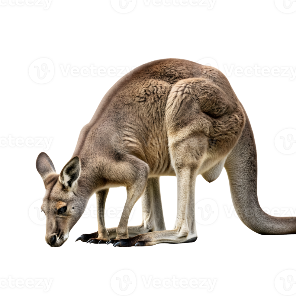 A kangaroo is standing on a transparent background, looking down, isolated on transparent background png