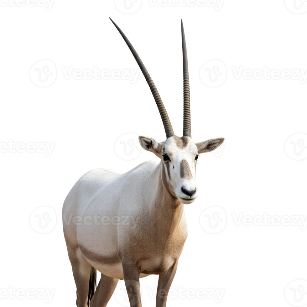 A majestic oryx stands tall, isolated on transparent background, showcasing its impressive horns and pristine white coat in a captivating portrait png