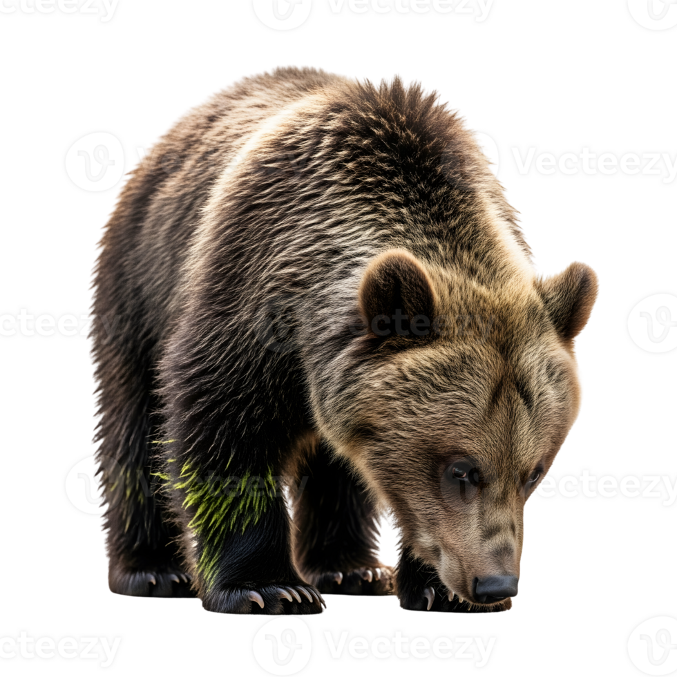 A majestic grizzly bear isolated on transparent background gazes downward, showcasing its powerful presence png