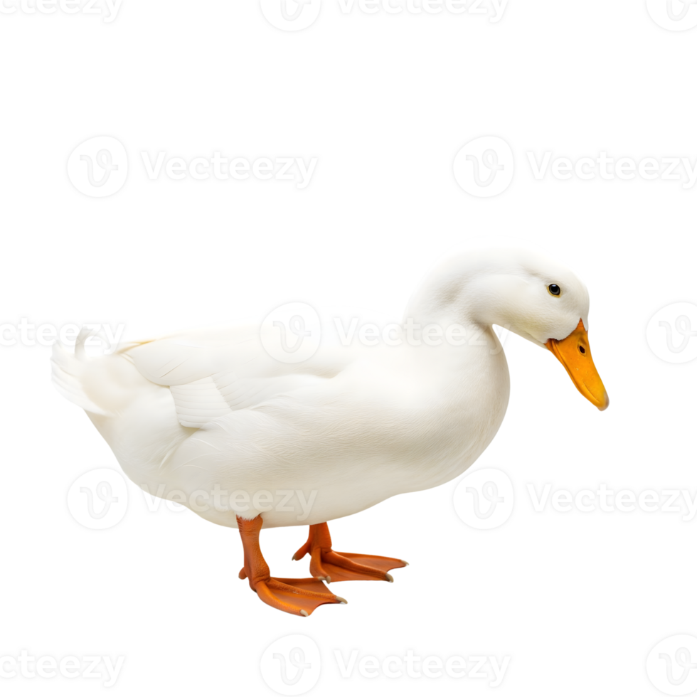 A pristine white duck stands gracefully, isolated on transparent background, its orange beak and feet adding a touch of vibrant color png