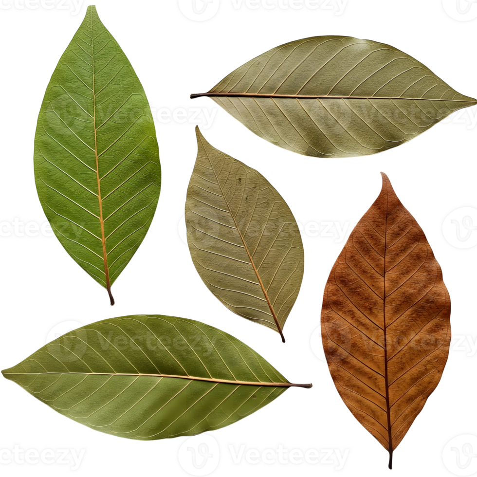 A colorful collection of autumn leaves in various stages of decay isolated on transparent background png
