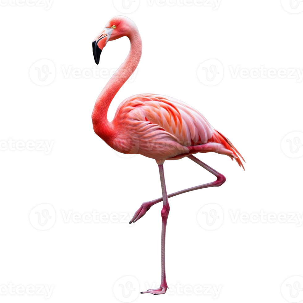 A vibrant flamingo stands gracefully on one leg, isolated on transparent background png