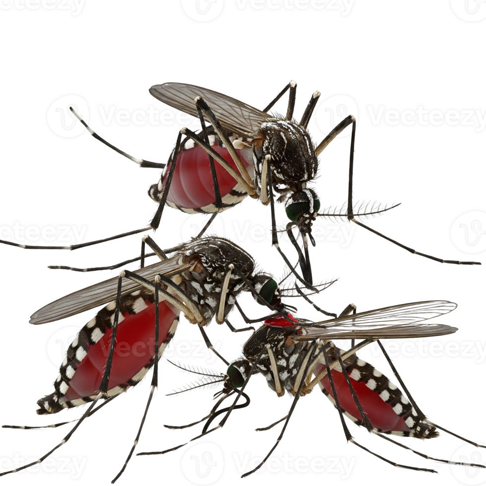 A cluster of engorged mosquitoes, their abdomens swollen with blood, isolated on transparent background png