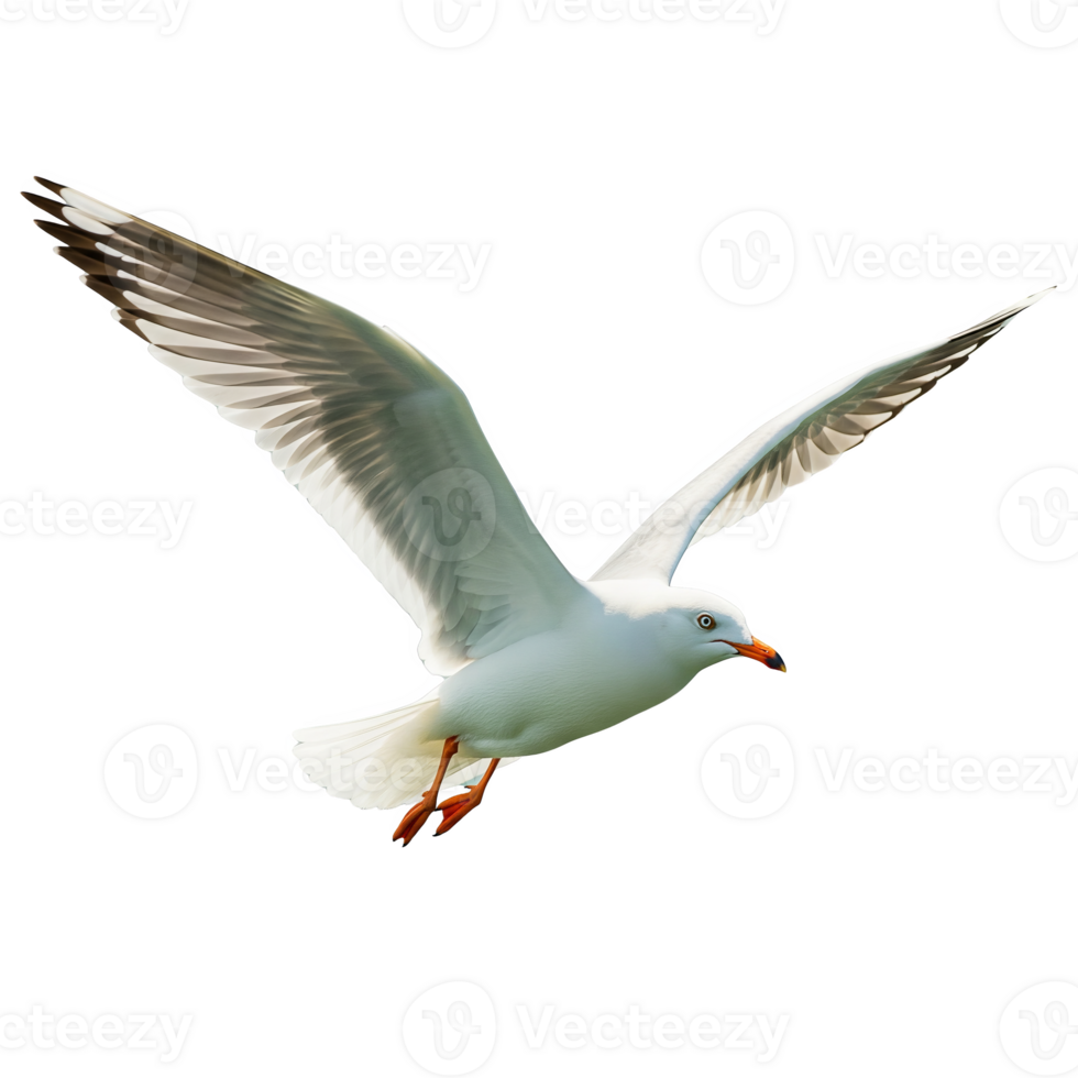 Seagull flying with wings spread isolated on transparent background png