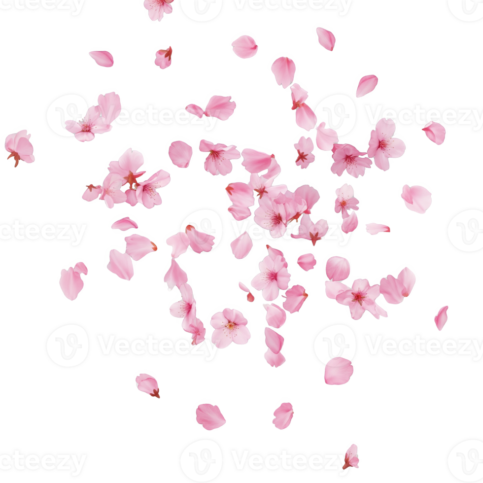Pink Cherry Blossoms and Petals Falling Isolated on a transparent background image png