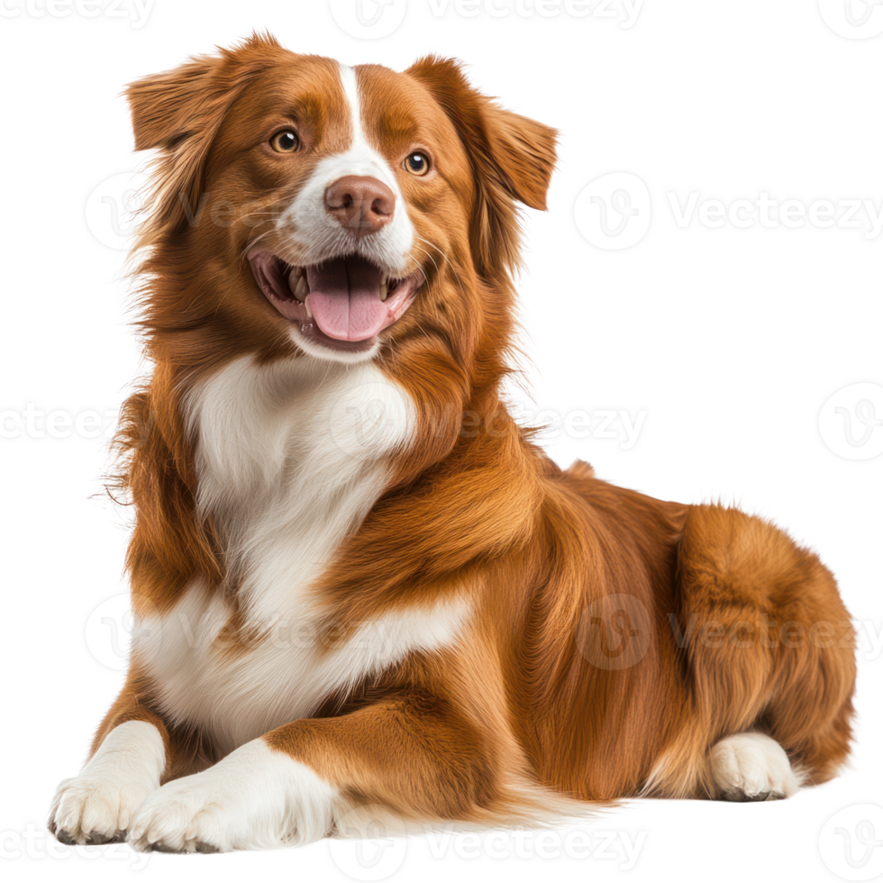 Friendly brown and white dog lying comfortably in an isolated setting, showing joy and warmth with a happy expression png