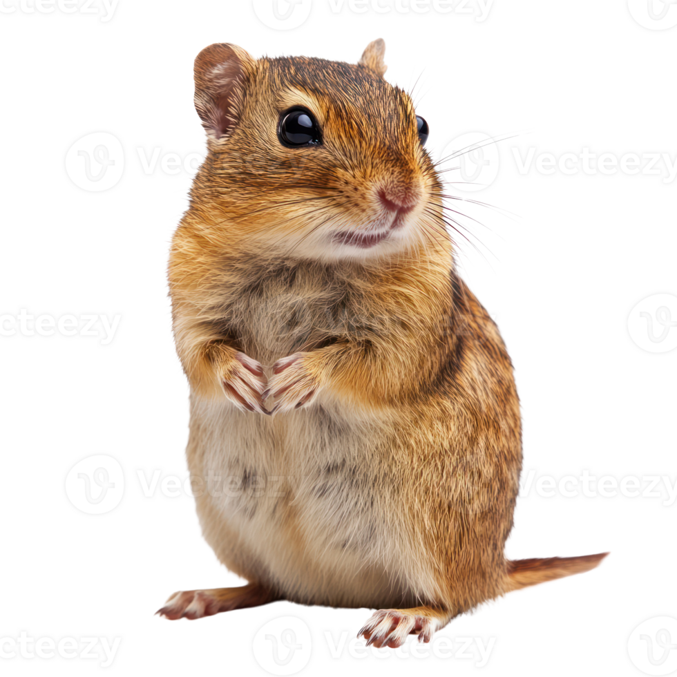 Curious small rodent stands upright with a friendly expression in a clean, isolated setting png