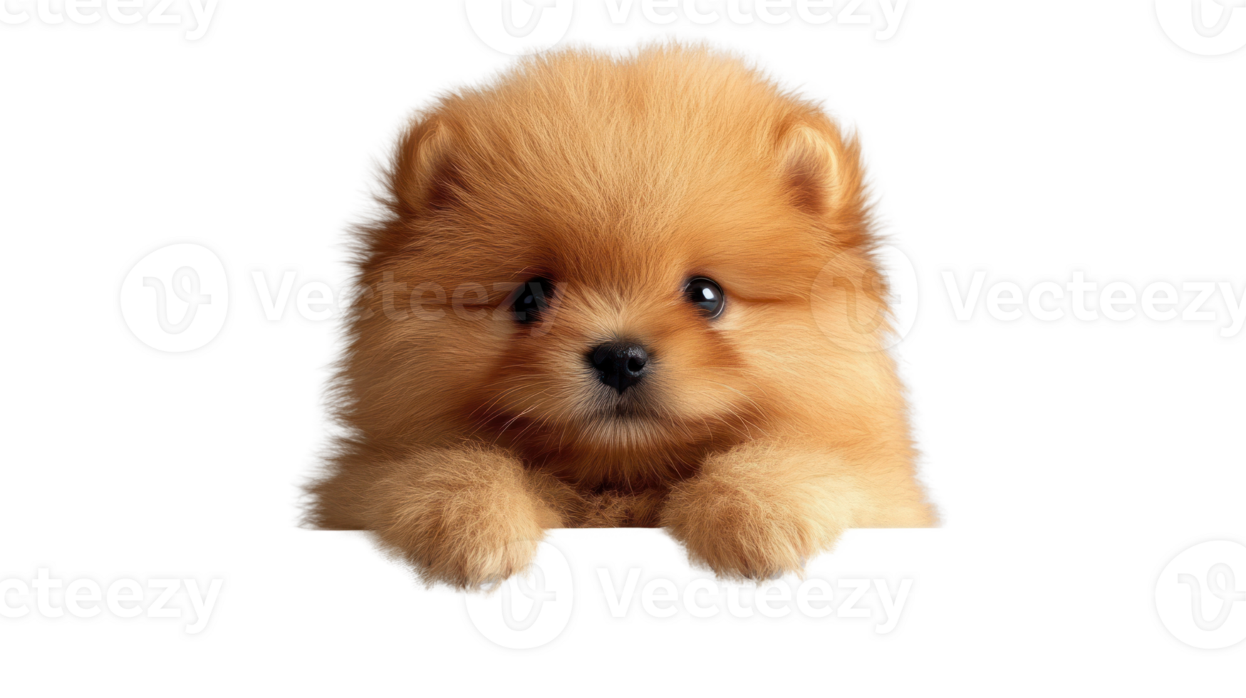 Cute fluffy pomeranian puppy with bright expressive eyes isolated on white background png