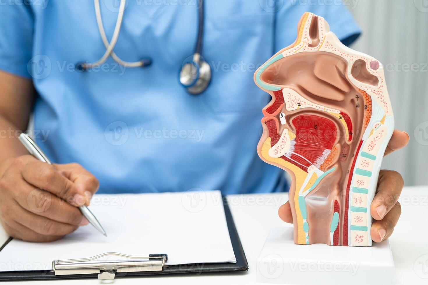 doctor with nasal oral throat cavity neck human anatomy model for study diagnosis and treatment in hospital. photo
