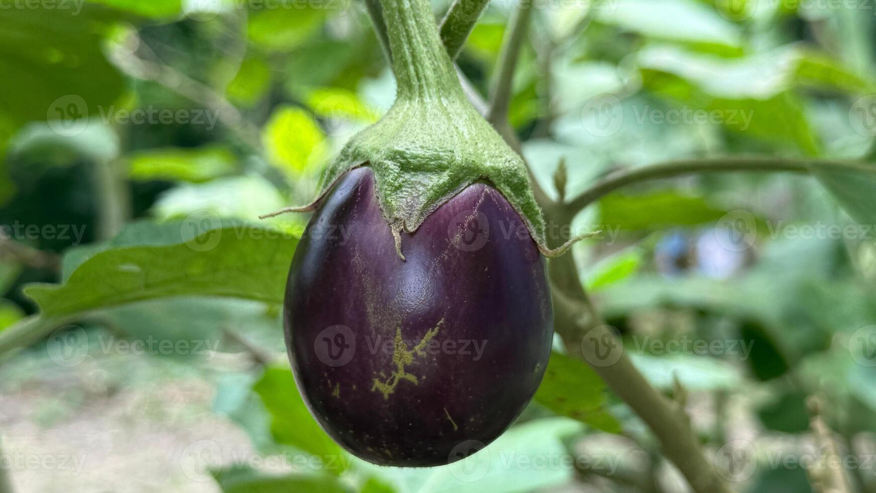 Single vibrant eggplant hangs beautifully amidst verdant leaves, showcasing nature's simple elegance in agriculture photo