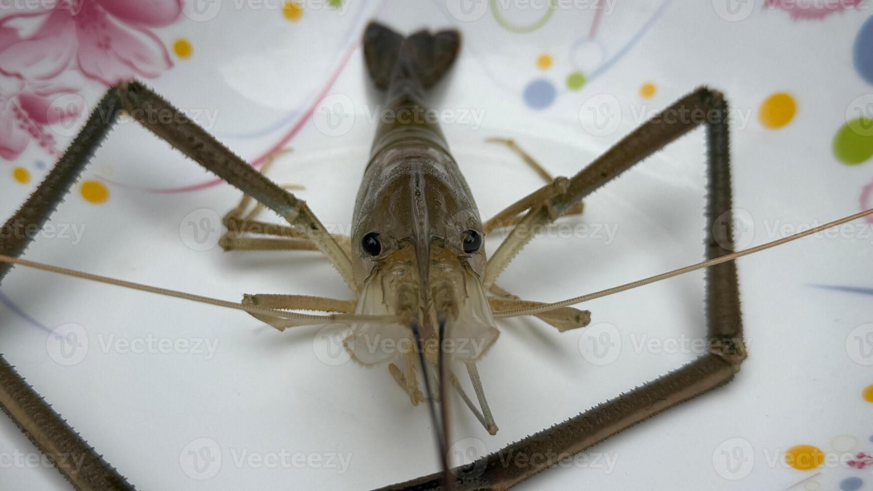 Close up view of a fresh water prawn laying on a decorated plate photo