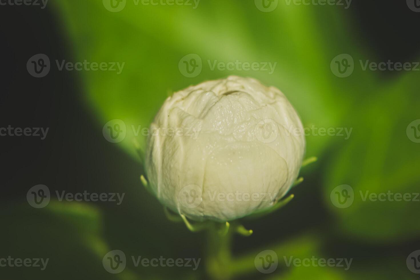 A macro image of a tiny layered jasmine bud showing delicate petal details and natural textures. Soft-focus green leaves in the background add a fresh, serene touch. photo