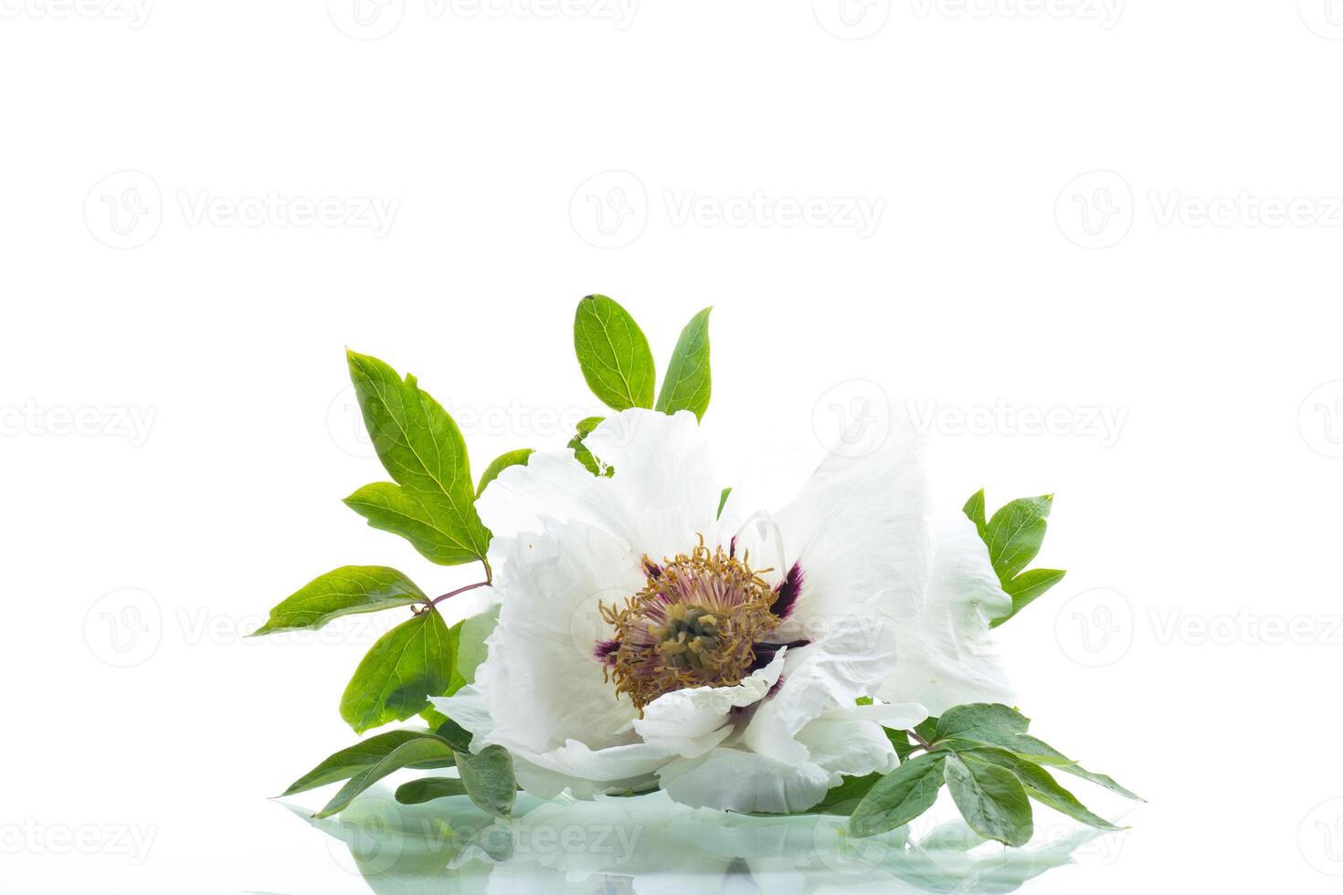 White large peony close-up on a white background . photo