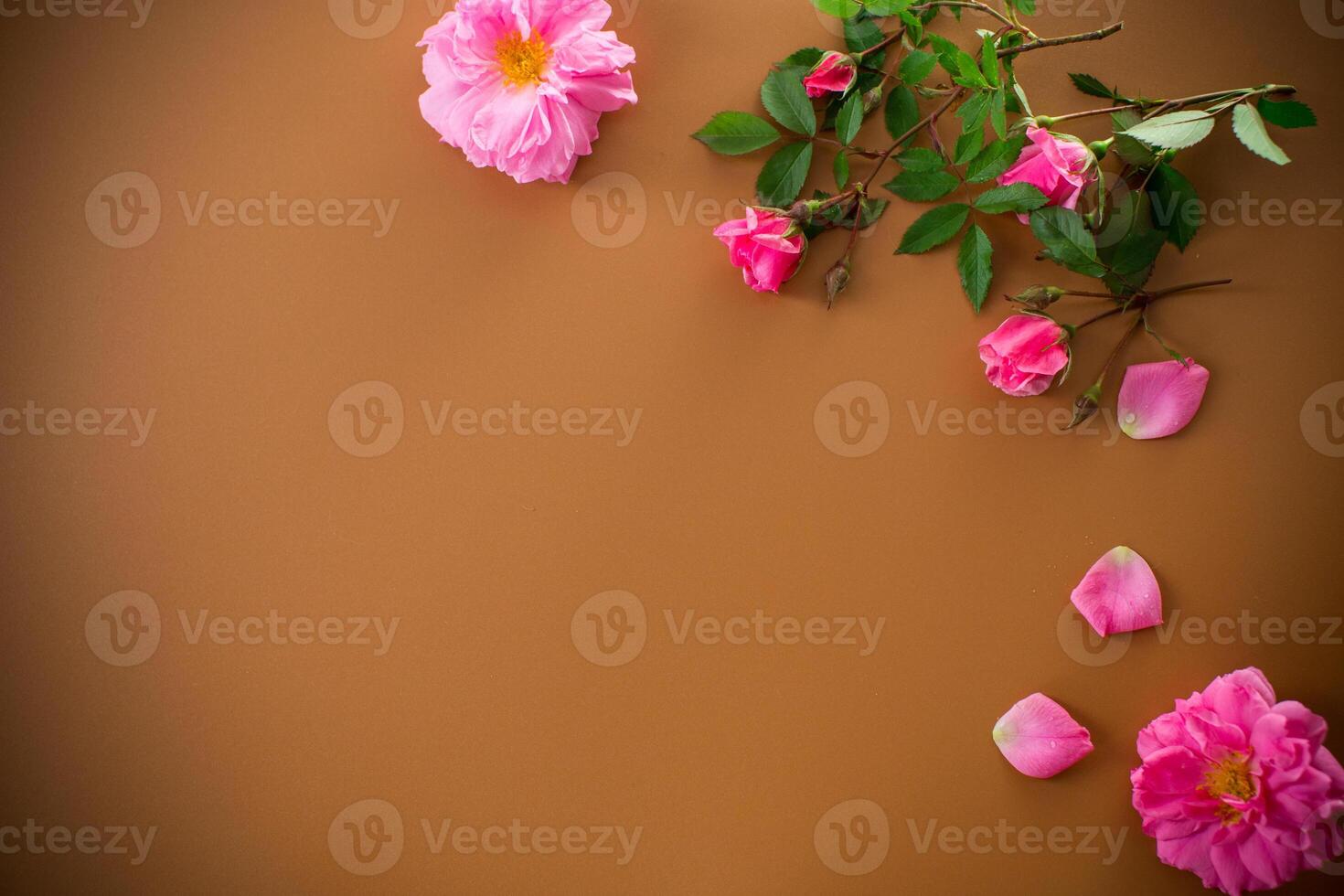 Rose flowers on smooth brown background photo