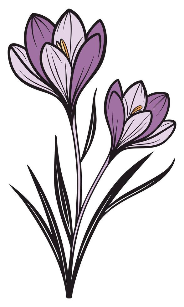 Two purple crocus flowers with black outlines bloom vector