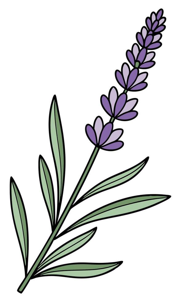 Lavender flowers on a stem with leaves plant purple vector
