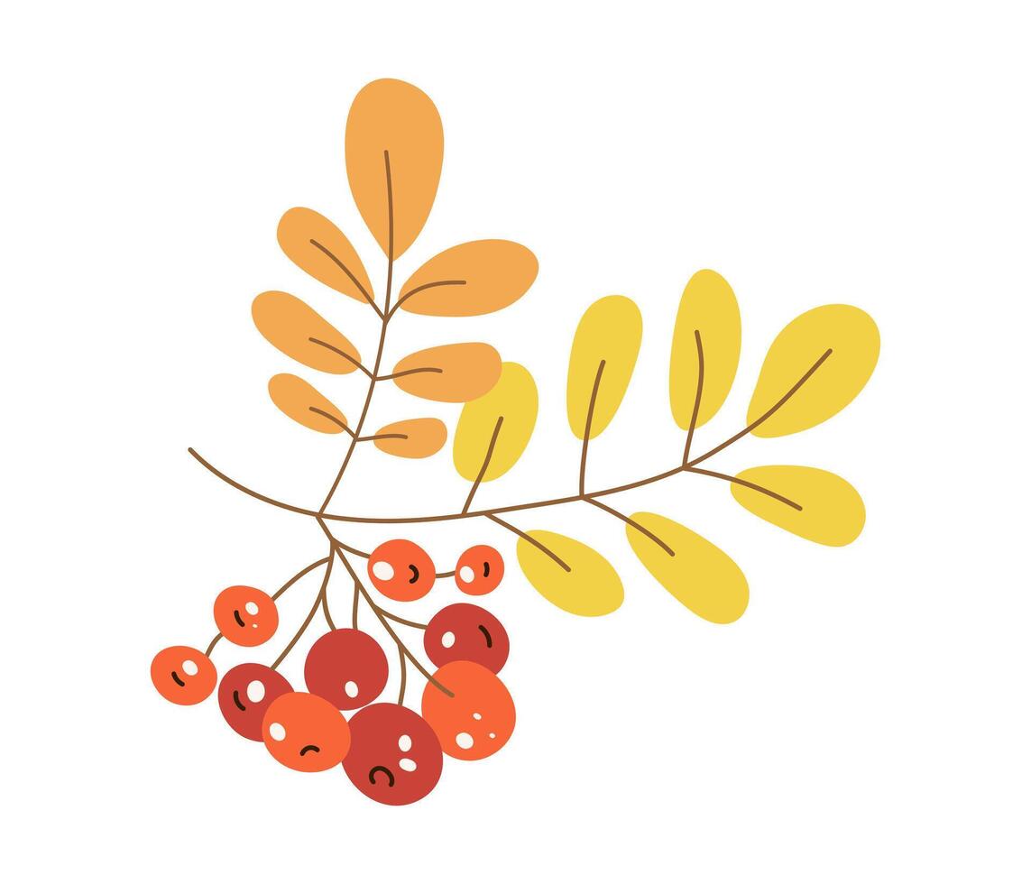Autumn leaves, berries. Autumn, rowan branch. Botanical illustration of nature. Leaf fall. White isolated background. vector