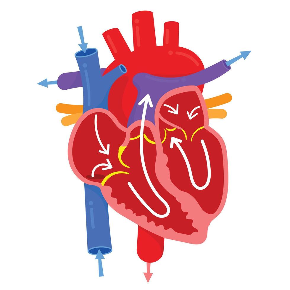 The Heart Anatomy blood flow vector