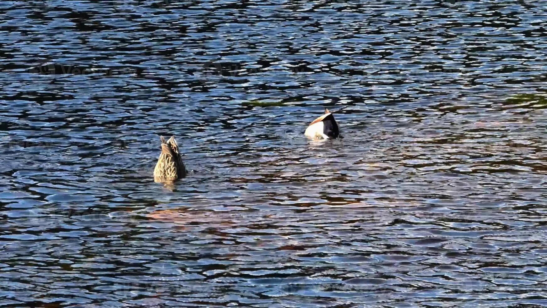 Ducks browsing in a serene water setting, showcasing the essence of natures beauty and tranquility photo
