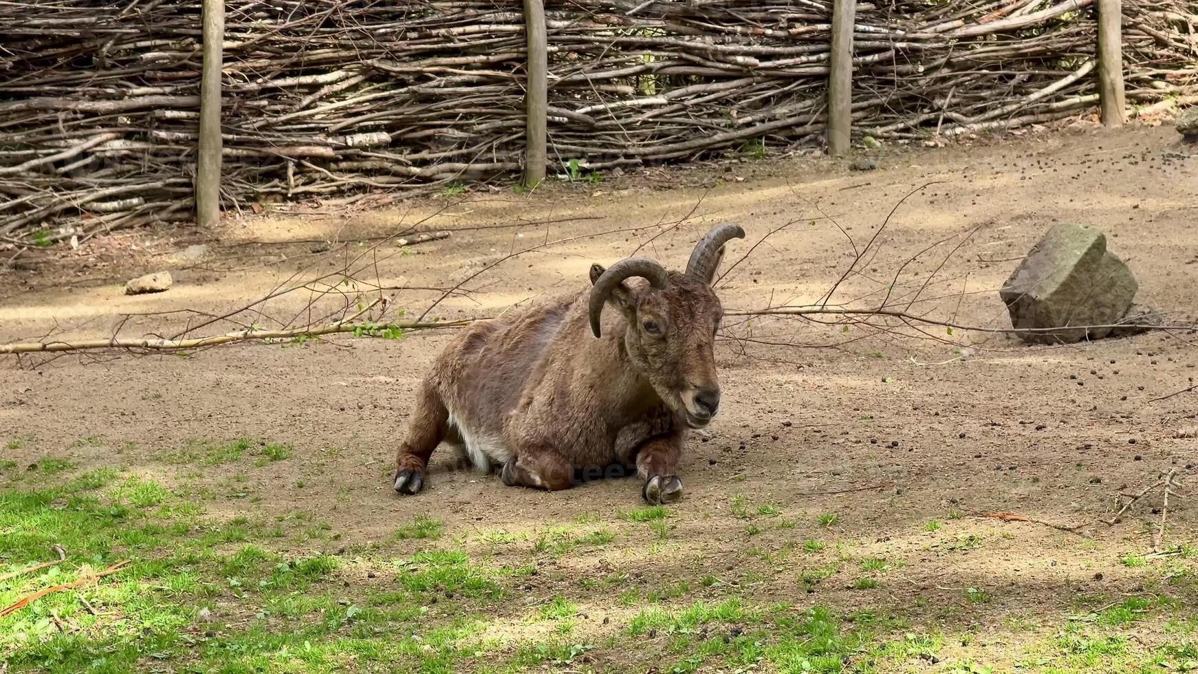 A tranquil and serene goat is resting peacefully on the ground in its cozy rustic enclosure, enjoying nature photo