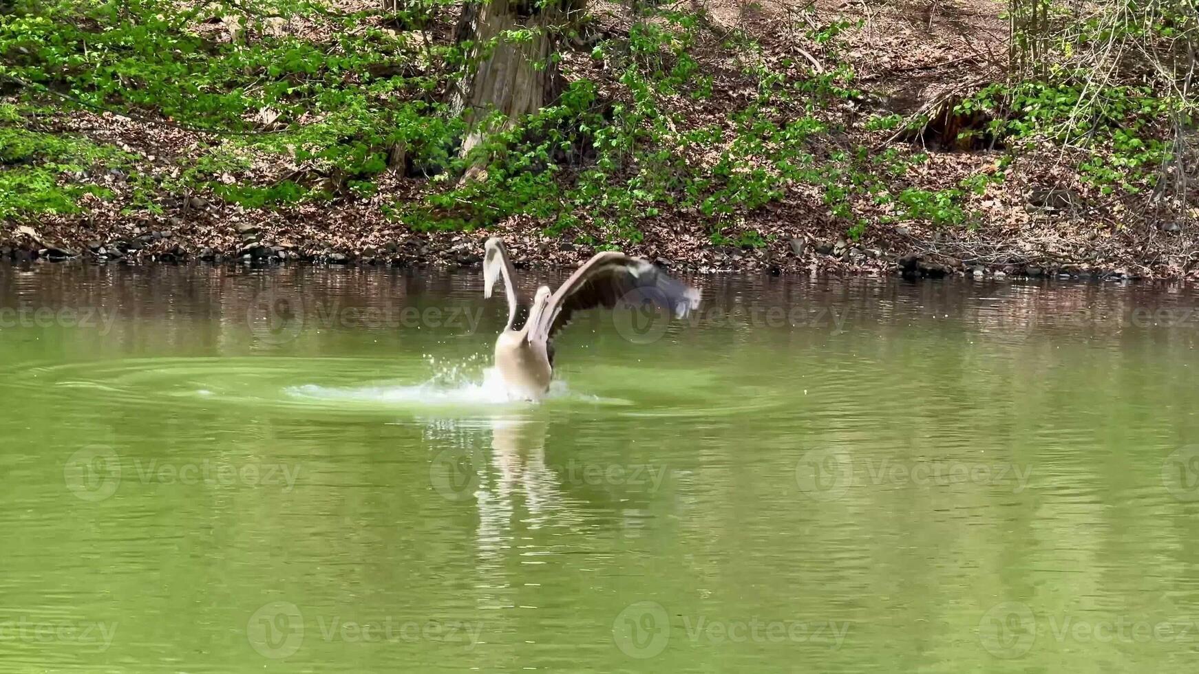 A playful pelican splashes joyfully in a serene, tranquil lake, showcasing the stunning beauty of nature and wildlife photo