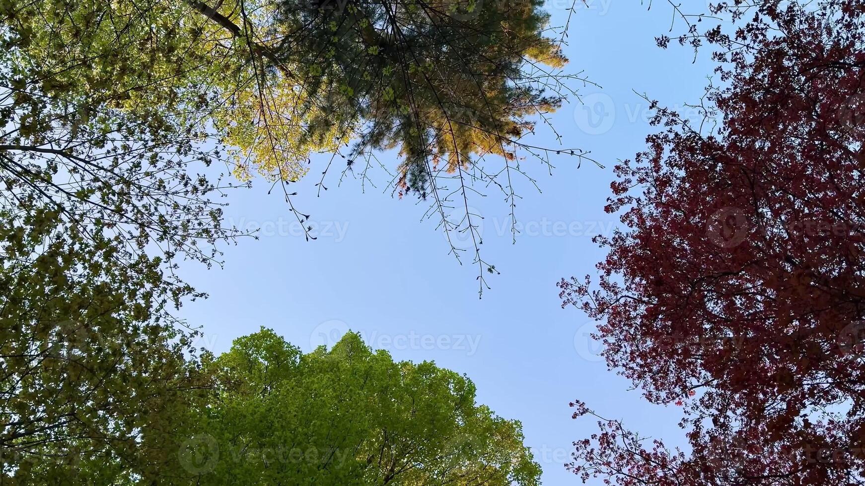 Lush green trees are creating a serene and peaceful atmosphere beneath a clear and beautiful blue sky photo