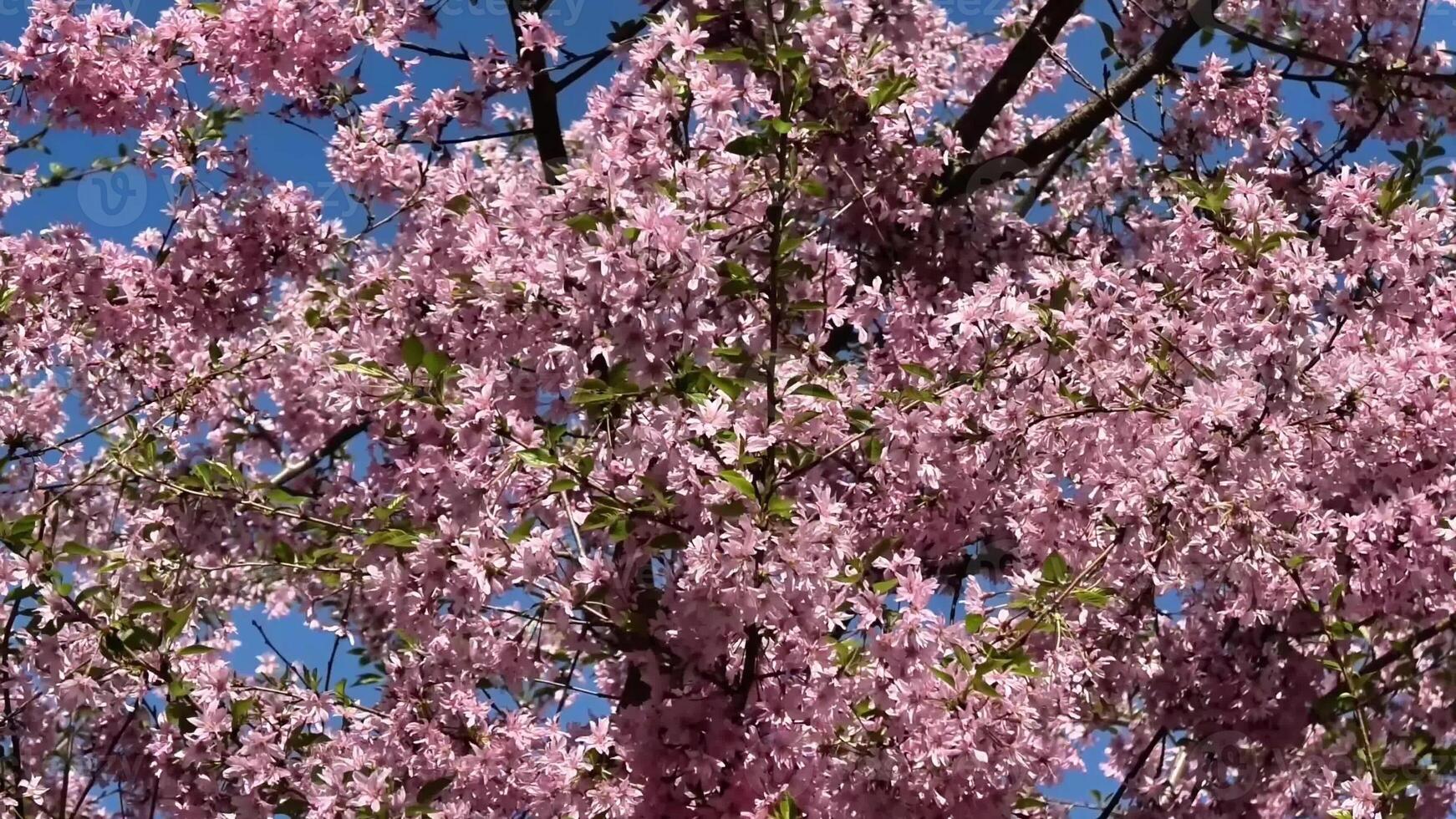 Delicate pink cherry blossoms beautifully enhance the natural splendor beneath a bright, clear blue sky photo