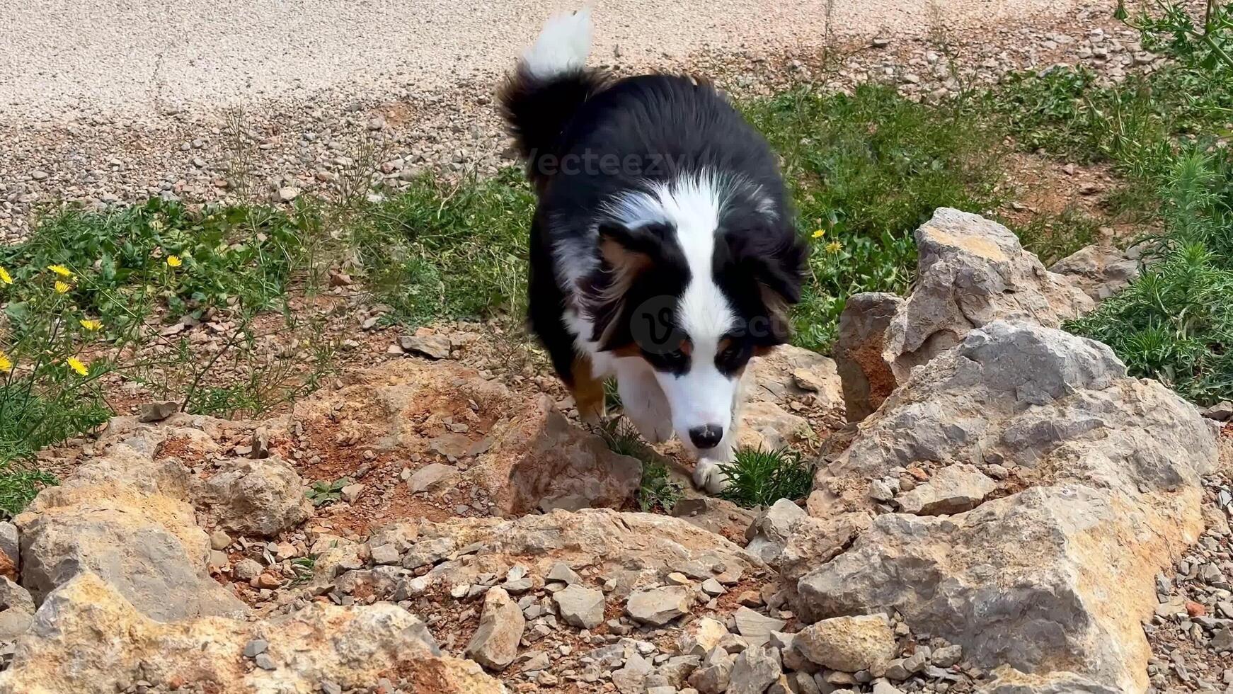 A playful Border Collie, full of energy, eagerly explores the rocky ground in a stunningly beautiful outdoor setting photo