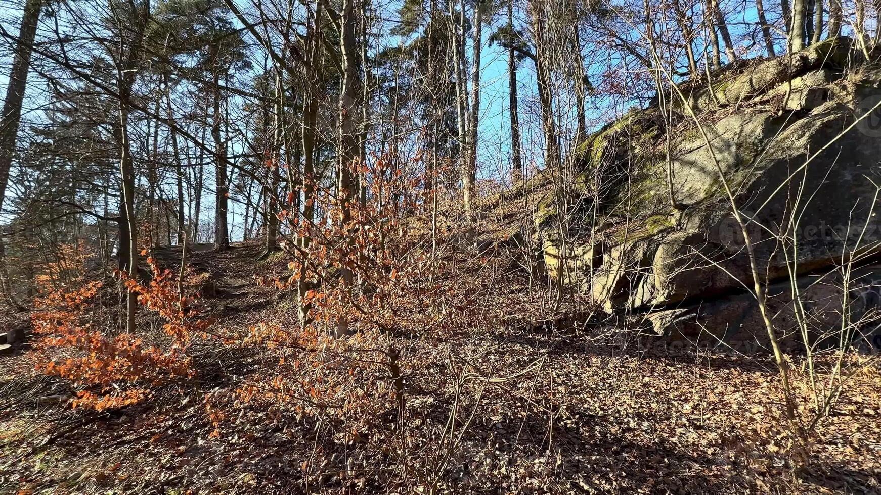 A stunning view of a towering rock formation, surrounded by lush trees and dry leaves under a clear blue sky photo