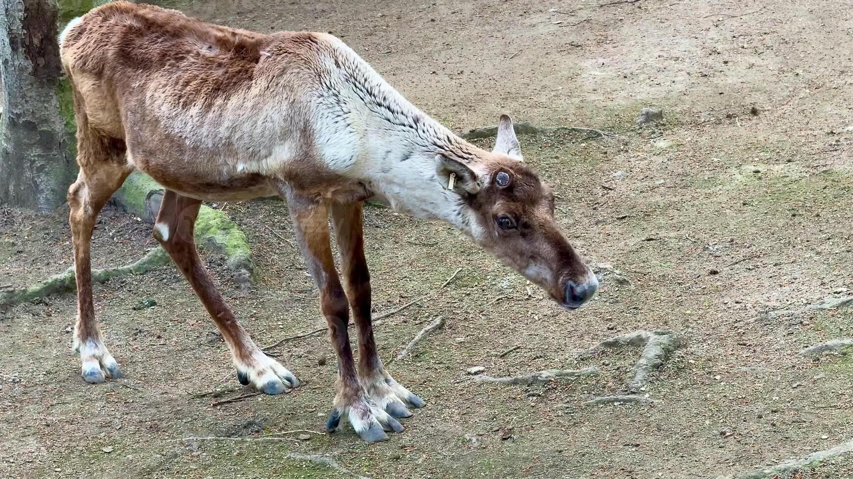 A young reindeer walks gracefully on the ground, showcasing its unique features and surrounding environment photo
