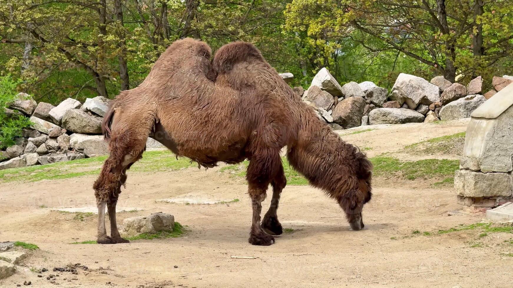 A Bactrian camel gracefully bends down to graze amidst a serene and picturesque setting, surrounded by lush greenery photo