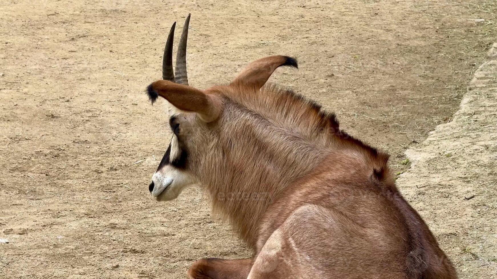 An elegant antelope peacefully rests serenely in a sandy environment, showcasing its majestic, impressive horns photo