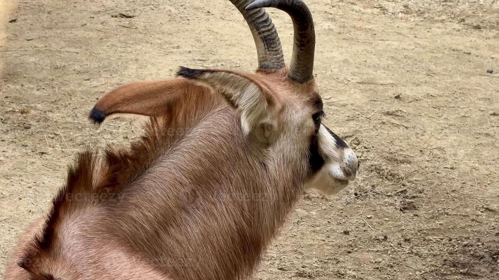 An antelope beautifully showcases its impressive horns and its graceful posture in a calm and serene environment photo