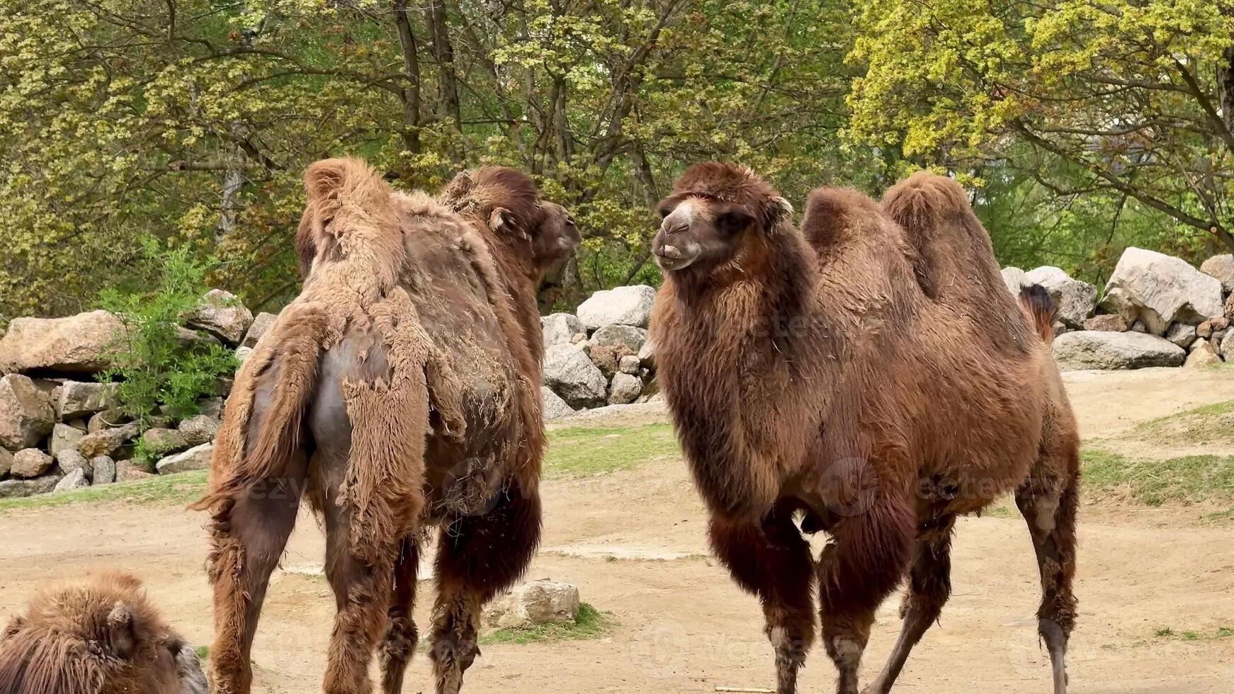 Two Bactrian camels can be seen interacting with each other in a beautiful natural setting filled with lush greenery photo