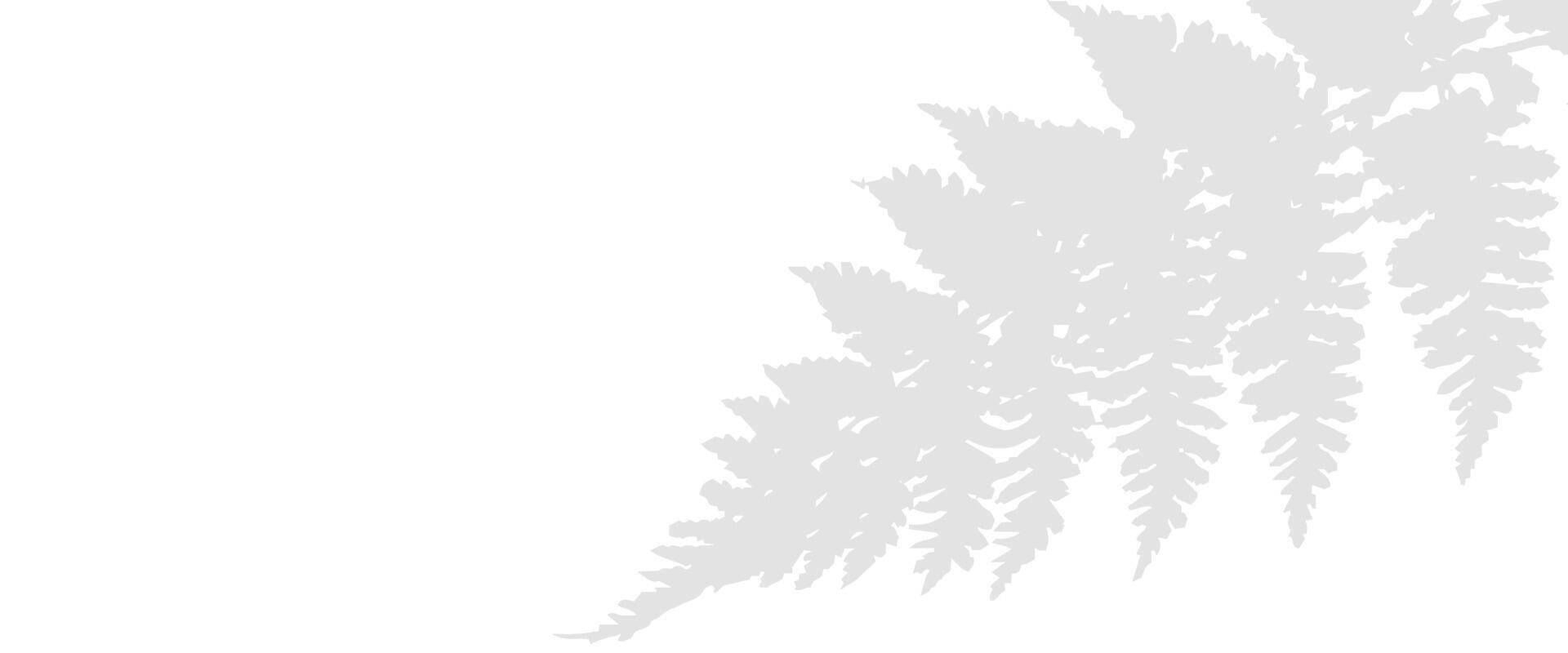 A fern leaf is shown in white on a white background vector
