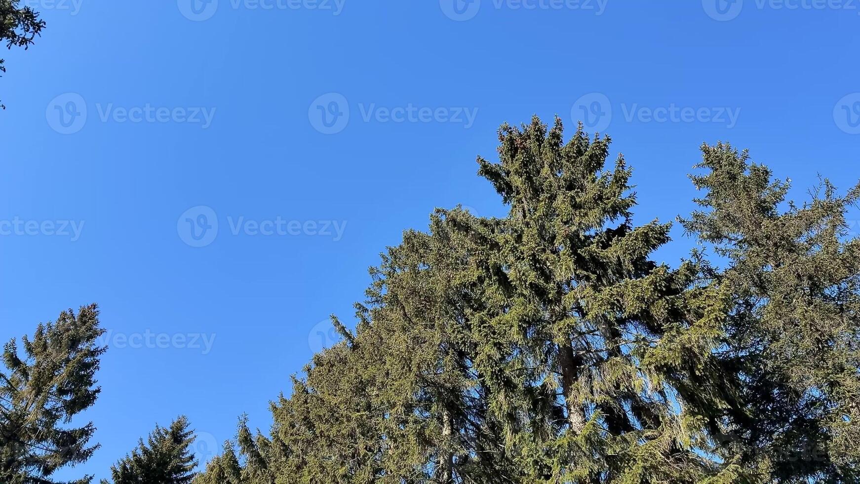 Vibrant green trees contrasting against a bright blue sky, perfect for nature lovers and landscape enthusiasts. photo