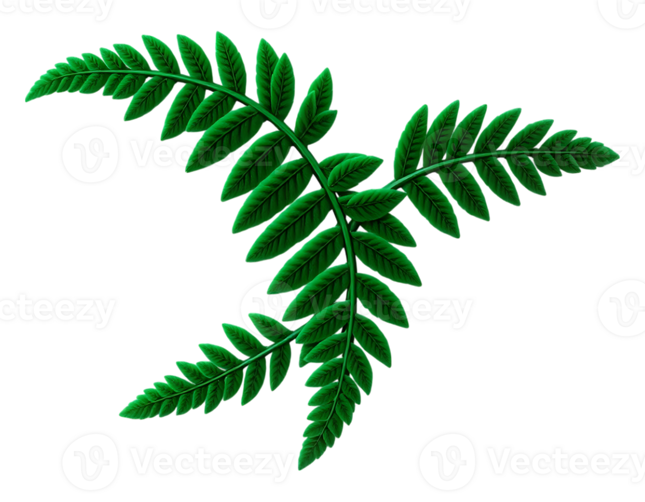 Fern with transparent background png