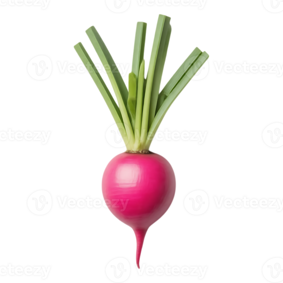 Vibrant Pink Radish with Green Tops on Transparent Background png