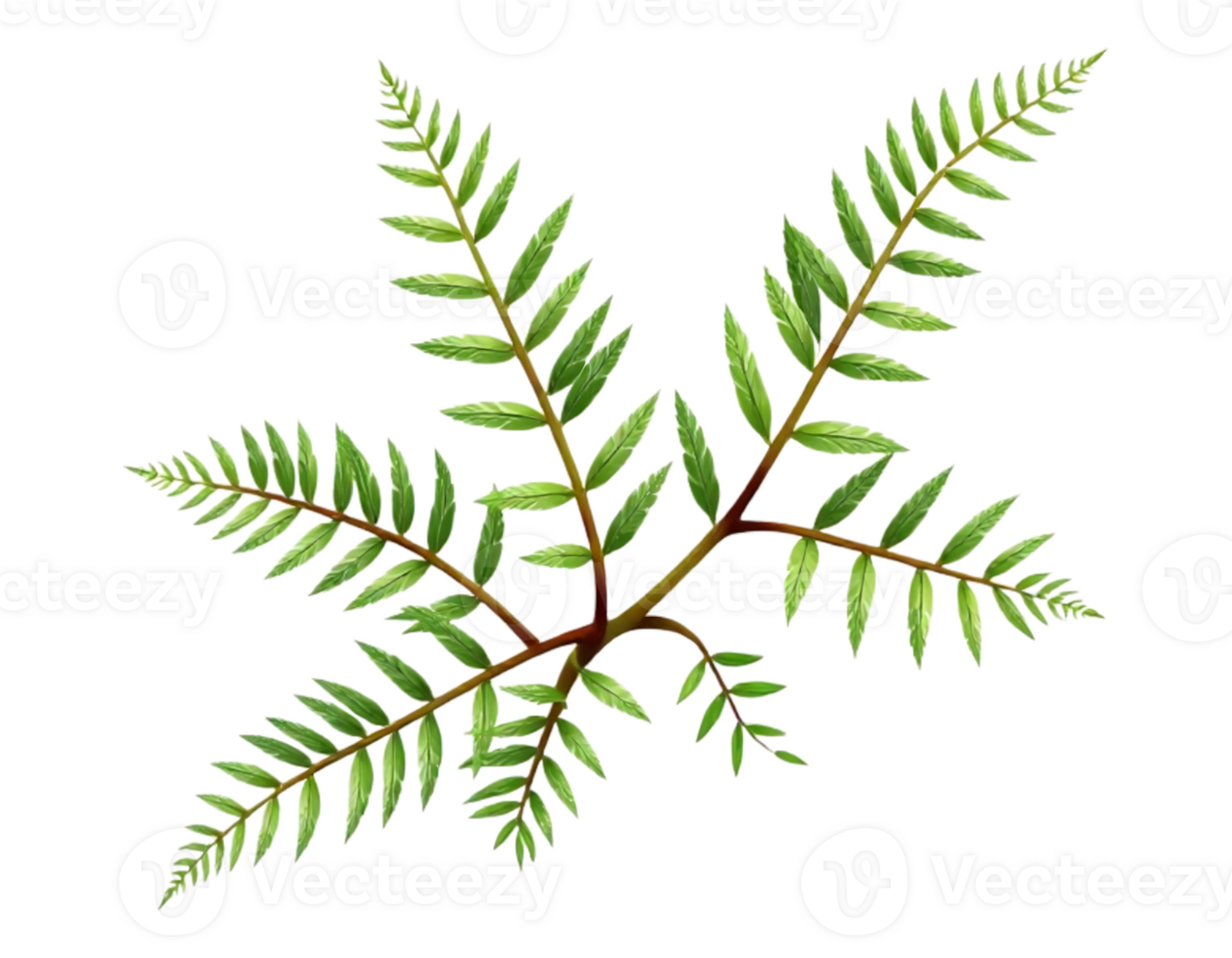 Fern Plant Illustration with Transparent Background png
