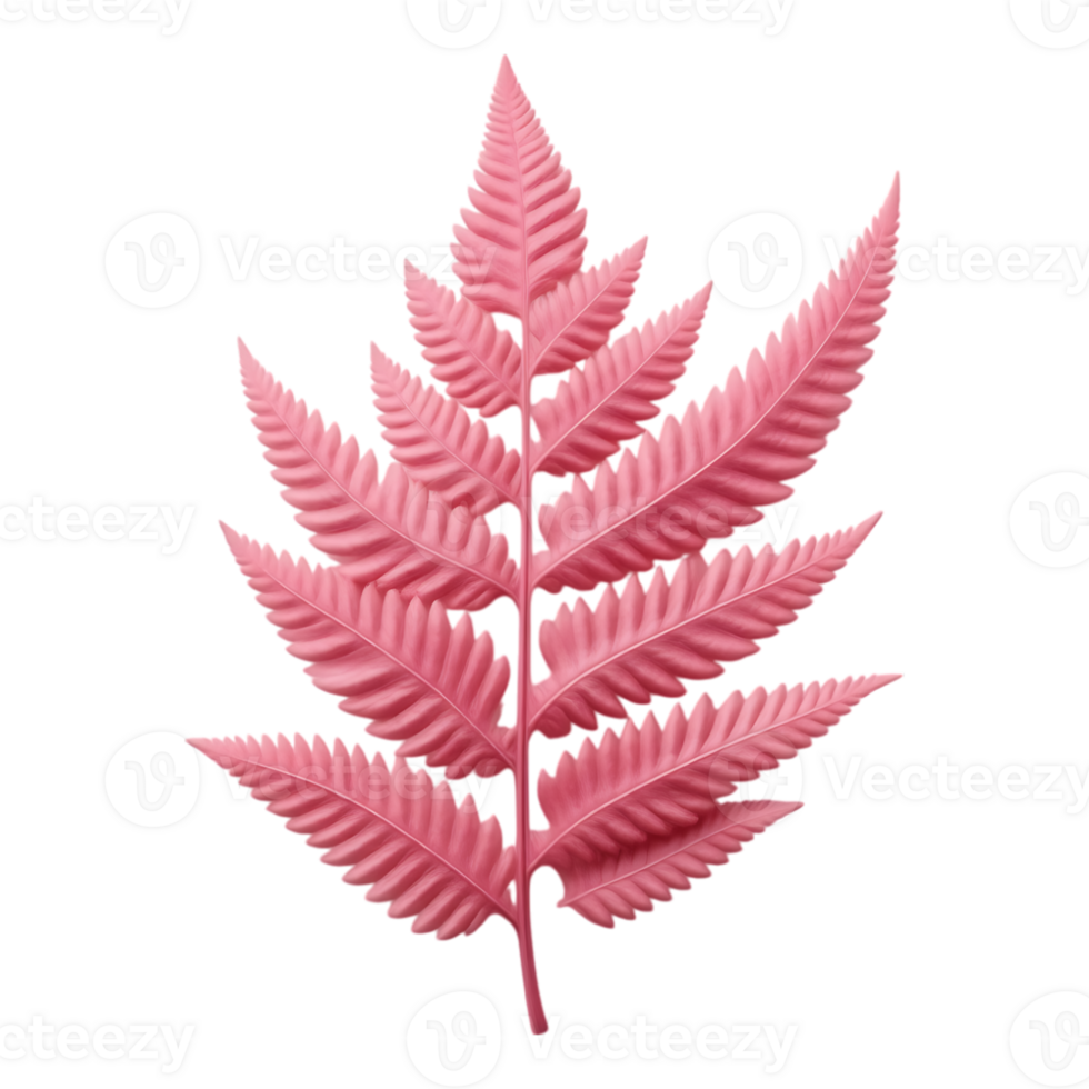 Pink Fern Leaf Isolated png